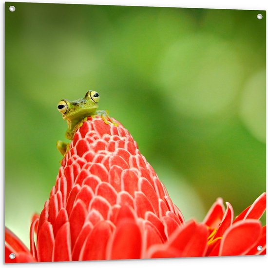 Tuinposter – Klein Groene Kikkertje op Rode Bloem - 100x100cm Foto op Tuinposter  (wanddecoratie voor buiten en binnen)