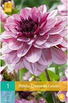 X 1 DAHLIA CREME DE CASSIS I