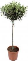 Kamerplant van Botanicly – Olijf boom – Hoogte: 70 cm – Olea europeae