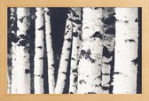 JUNIQE - Poster met houten lijst Berken -13x18 /Wit & Zwart