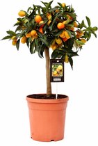 Buitenplant mooie dwerg-sinaasappelboom | Maak je eigen sinaasappel-likeur | Lekkere smaakmaker Ø 19 cm - Hoogte 60 cm (waarvan +/- 40 cm boom en 20 cm pot)
