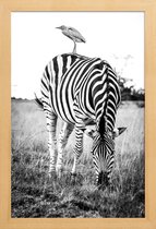 JUNIQE - Poster in houten lijst Zebra and Friend -40x60 /Wit & Zwart