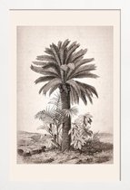 JUNIQE - Poster in houten lijst Sago Palm -40x60 /Grijs & Ivoor