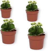 Set van 4 Bloeiende Kamerplanten - Kalanchoë met witte bloemen- ± 10cm hoog - 7cm diameter