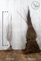 25 stuks | Bittere wilg (Purperwilg) Blote wortel 40-60 cm | Standplaats: Halfschaduw/Volle zon | Latijnse naam: Salix purpurea Nana