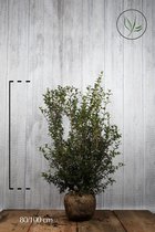 10 stuks | Schijnhulst 'burkwoodii' Kluit 80-100 cm - Geurend - Insectenlokkend - Wintergroen - Bloeiende plant - Geschikt als lage haag