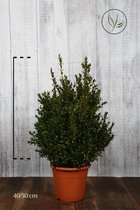 10 stuks | Buxus - Struiken Pot 40-50 cm - Compacte groei - Geschikt als lage haag - Geschikt voor vormsnoei - Kleinbladig - Wintergroen