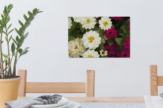 Toile de fleurs de zinnia blanc et violet 30x20 cm - petit - Tirage photo sur toile (décoration murale salon / chambre)