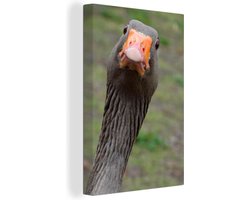 Close-up van een grauwe gans die recht in de camera kijkt Canvas 90x140 cm - Foto print op Canvas schilderij (Wanddecoratie woonkamer / slaapkamer)