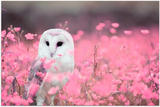 Poster - Witte Uil in Roze Bloemenveld - Foto op Posterpapier