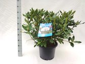 10 stuks | Rhododendron Cunninghams White Pot 60-70 cm Extra kwaliteit | Standplaats: Half-schaduw | Latijnse naam: Rhododendron Cunningham s White