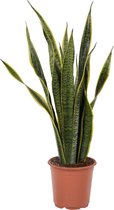 Kamerplant van Botanicly – Vrouwentongen – Hoogte: 85 cm – Sansevieria Laurentii