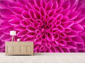 Professioneel Fotobehang Roze chrysant - roze - Sticky Decoration - fotobehang - decoratie - woonaccesoires - inclusief gratis hobbymesje - 385 cm breed x 260 cm hoog - in 7 verschillende for