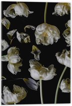 Acrylglas - Meerdere Witte Bloemen op Zwarte Achtergrond - 40x60cm Foto op Acrylglas (Wanddecoratie op Acrylglas)
