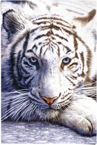 Poster Witte tijger