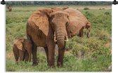 Wandkleed Baby olifant en moeder - Moeder olifant met haar baby in het gras Wandkleed katoen 120x80 cm - Wandtapijt met foto
