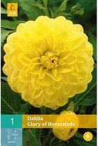 X 1 DAHLIA GLORY OF HEEMSTEDE I