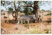 Tuinposter – Mooie Zebra in de Natuur - 60x40cm Foto op Tuinposter  (wanddecoratie voor buiten en binnen)