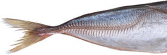 Prebaits Horsmakreel - Dood aas - Wit — afbeelding 3