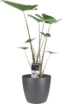 Alocasia Zebrina met ELHO brussels antracite - 70 cm, Ø 19 cm