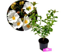 Cistus x hybridus, Rotsroos, Hoogte 30cm, 2 liter pot