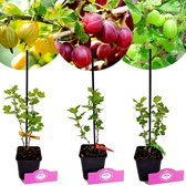 Set van 3 kruisbessen - Ribes uva-crispa 'Hinnonmaki' – Hoogte 20cm – 9cm pot