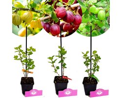 Set van 3 kruisbessen - Ribes uva-crispa 'Hinnonmaki' – Hoogte 20cm – 9cm pot