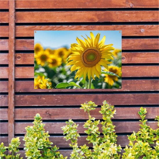 Affiche de jardin de tournesol - Affiche de jardin de plantes - Posters de jardin Feuilles - Affiche d'extérieur - Toile de clôture - Affiche de jardin de peinture de jardin 90x60 cm