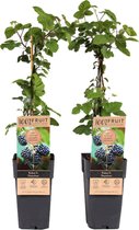 Plant in a Box - Rubus fruticosus 'Thornfree' - Set van 2 - Braam - Doornloze zwarte braam - Fruitplanten - Struik - ⌀15cm - Hoogte 50-60cm