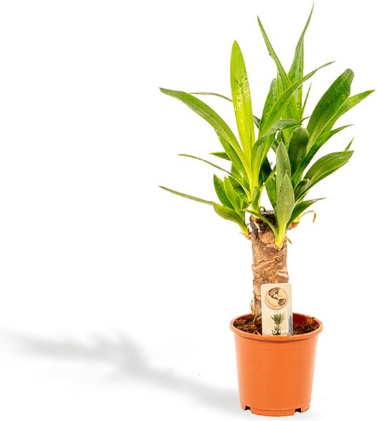 Yucca of palmlelie, Onderhoudsvriendelijke Kamerplant - Ø12cm - 50cm ( Yukka )