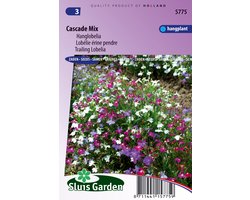Sluis Garden - Lobelia Cascade Mixed