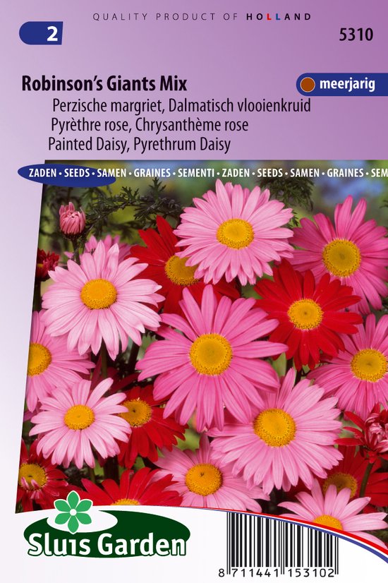 Sluis Garden - Margriet Robinson's Giants Mix (Perzische margriet)