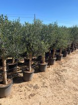 Sunny Tree - Boom - Olijfboom - Groenblijvend - 30 jaar oud- 180 cm - Winterhard