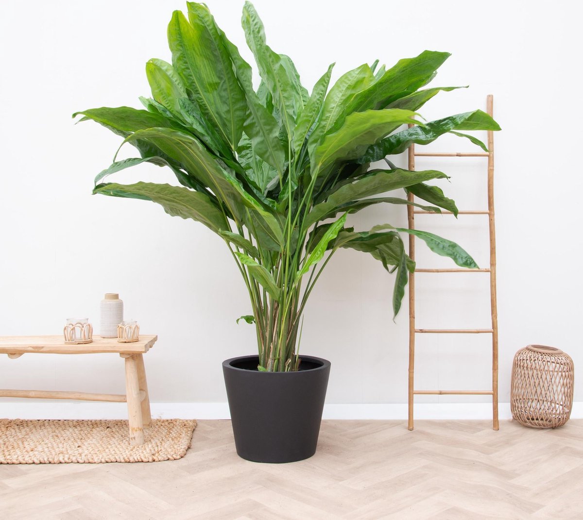 Cyclanthus Bipartitus - 200cm - ø35