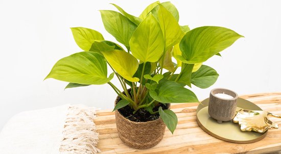 Homalomena Lemon Lime - 30cm