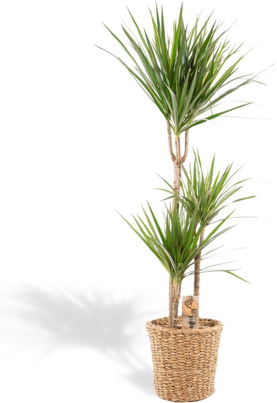 Dracaena met mand - ↨120cm - Ø21cm