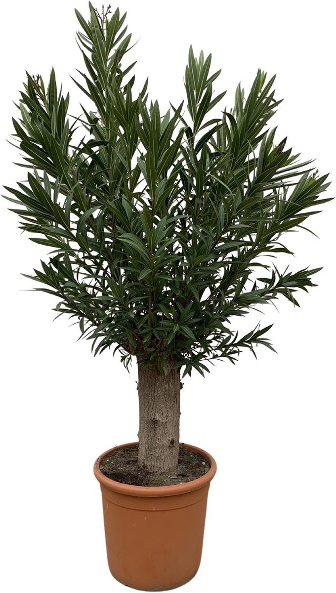 Nerium Oleander Bonsai - 190cm - ø45
