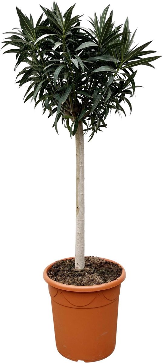 Nerium Oleander op stam met witte bloem - 200cm- Ø35