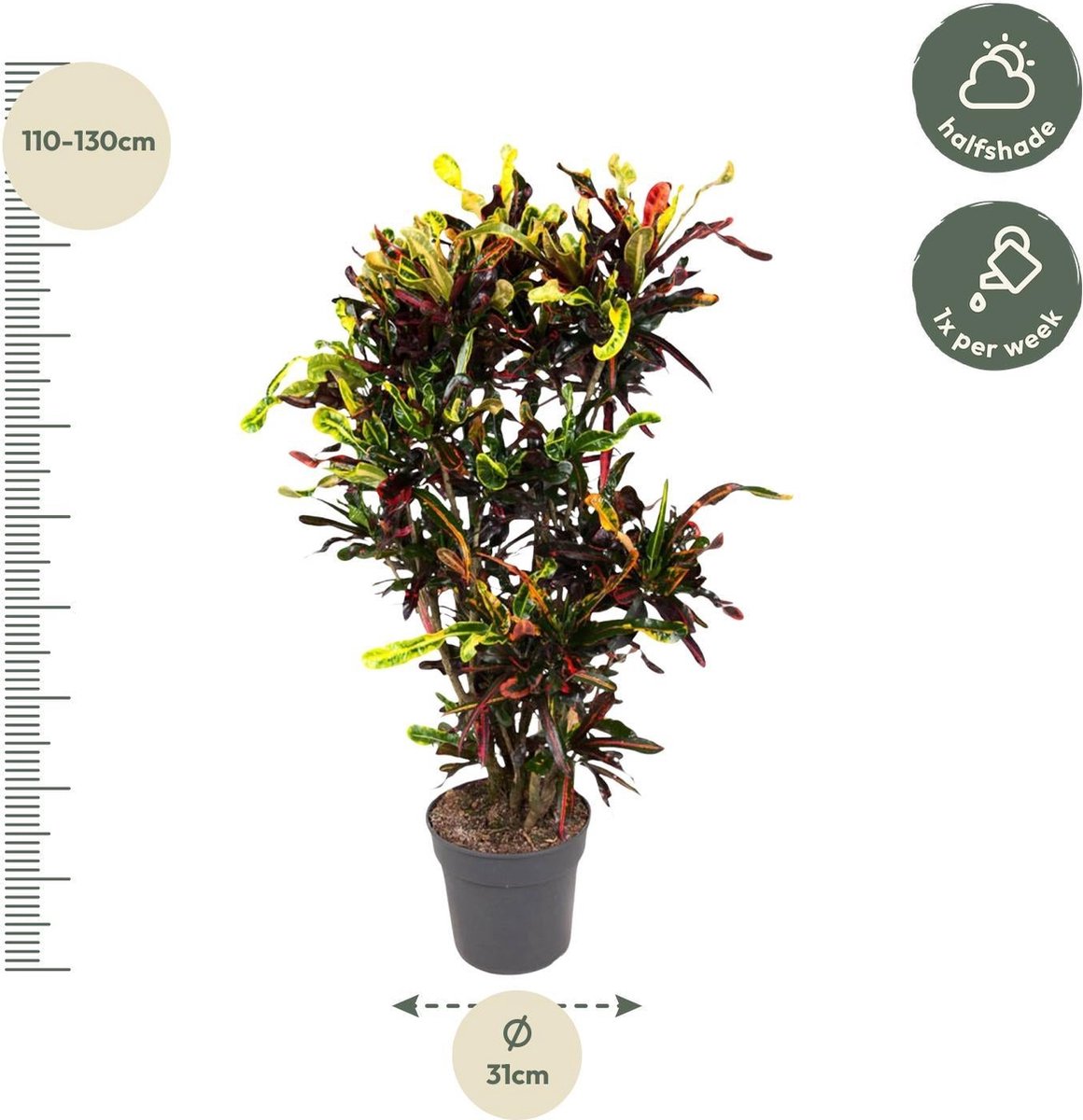Codiaeum Mammi vertakt - 120 cm - ø31