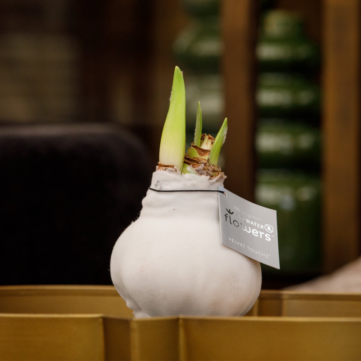 Amaryllisbol in geschenkverpakking | Eco geschenk