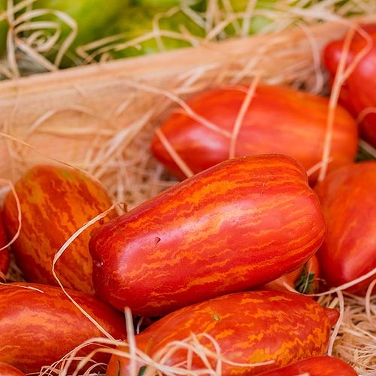 Tomaten zaden - Pruimtomaat Speckled Roman