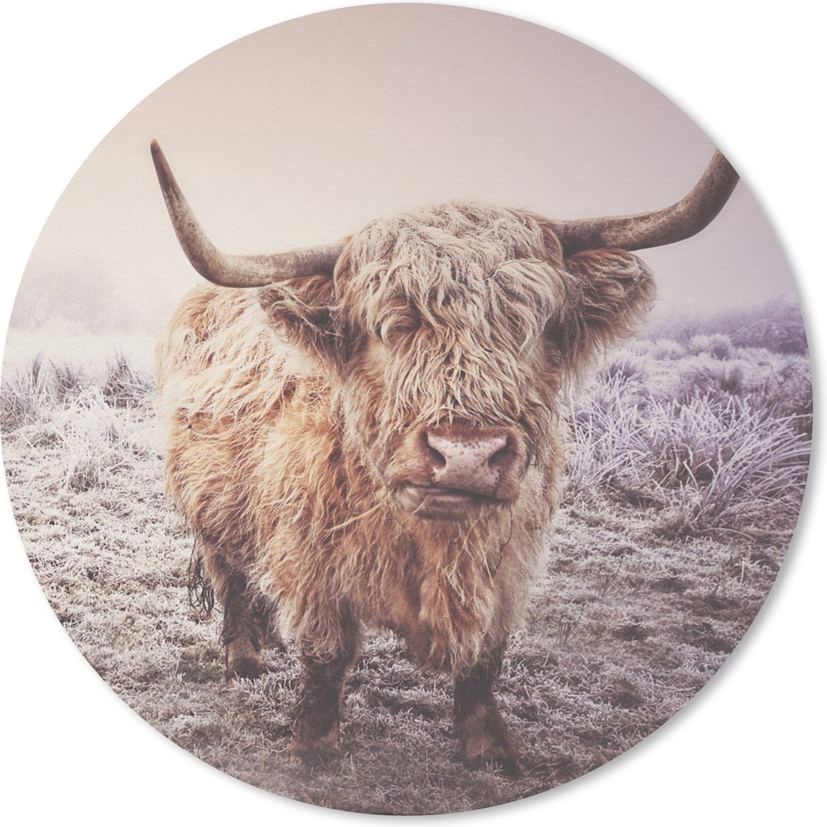 Muismat rond 50x50 cm - Mousepad Schotse Hooglanders - Sneeuw - Zon - Ronde muismatten