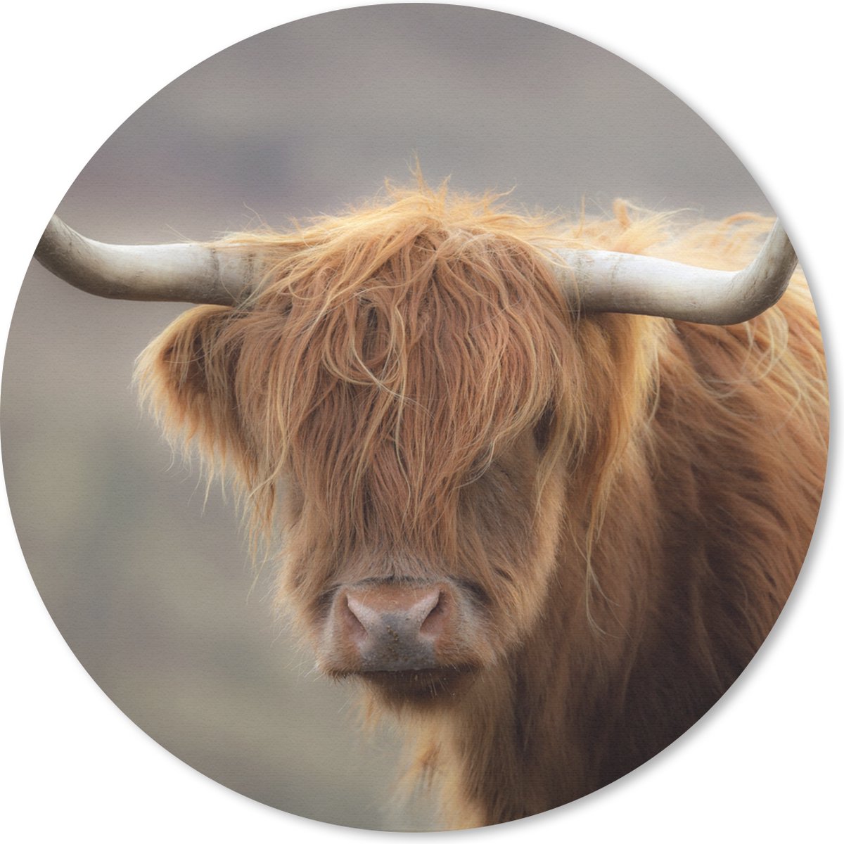 Muismat rond 20x20 cm - Mousepad Schotse Hooglander - Hoorns - Haar - Ronde muismatten