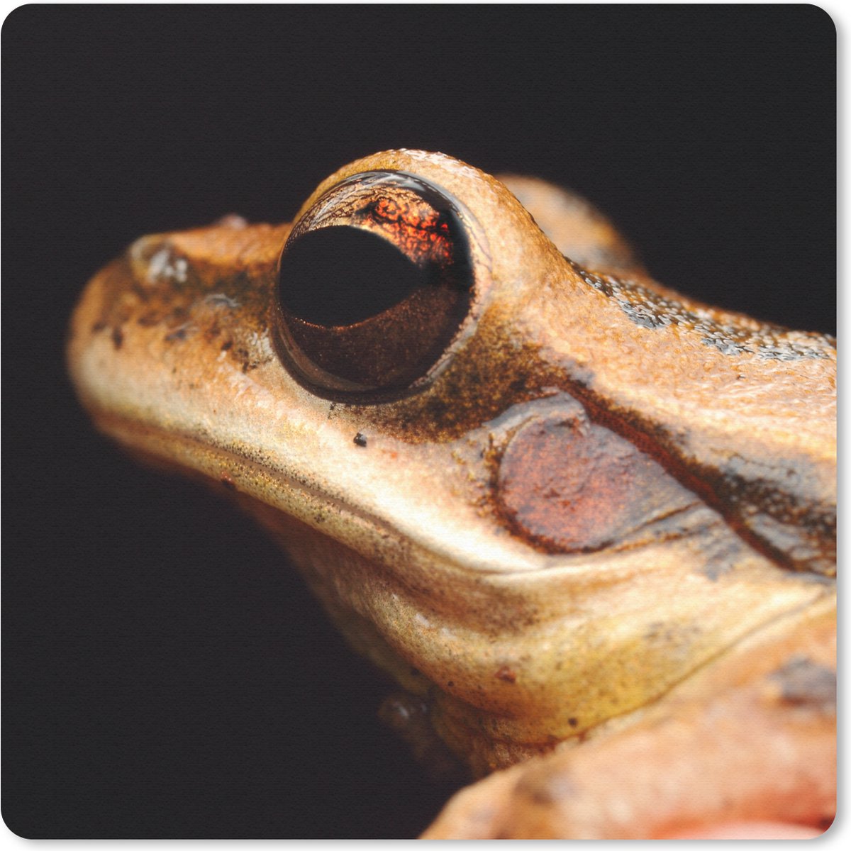 Muismat 20x20 cm - Mousepad Kikker - Oog - Zwart - Muismatten