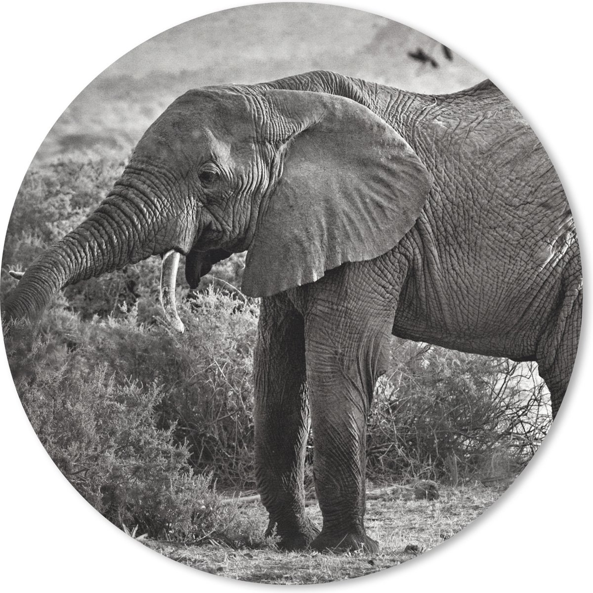 Muismat rond 40x40 cm - Mousepad Olifant - Dieren - Bomen - Zwart - Wit - Ronde muismatten