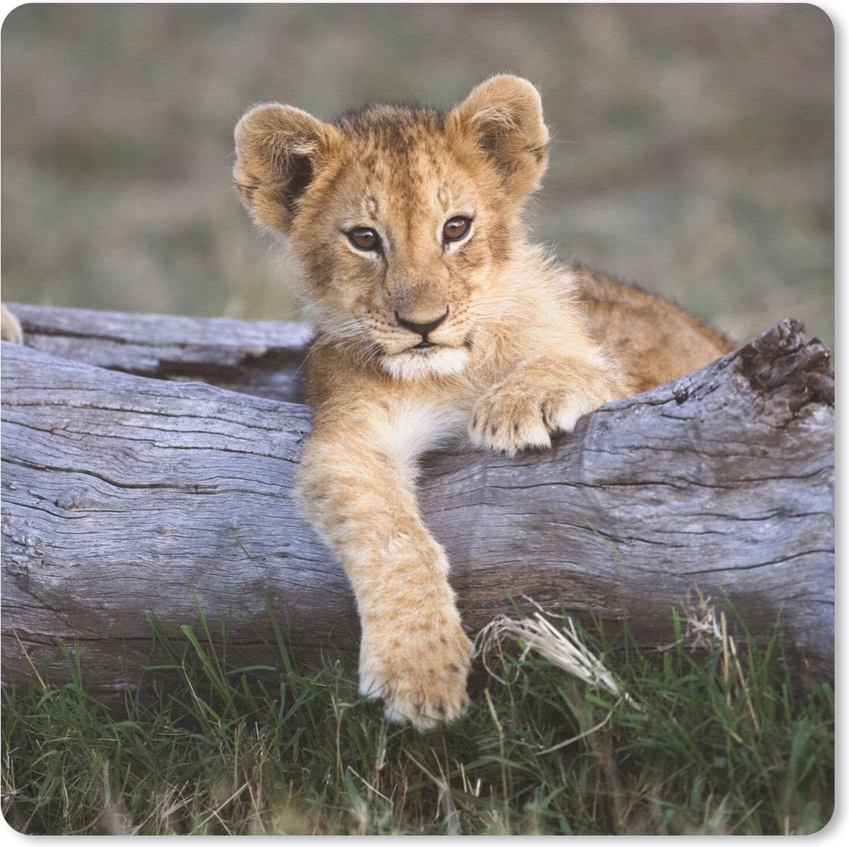 Muismat 30x30 cm - Mousepad Welp - Dier - Natuur - Muismatten
