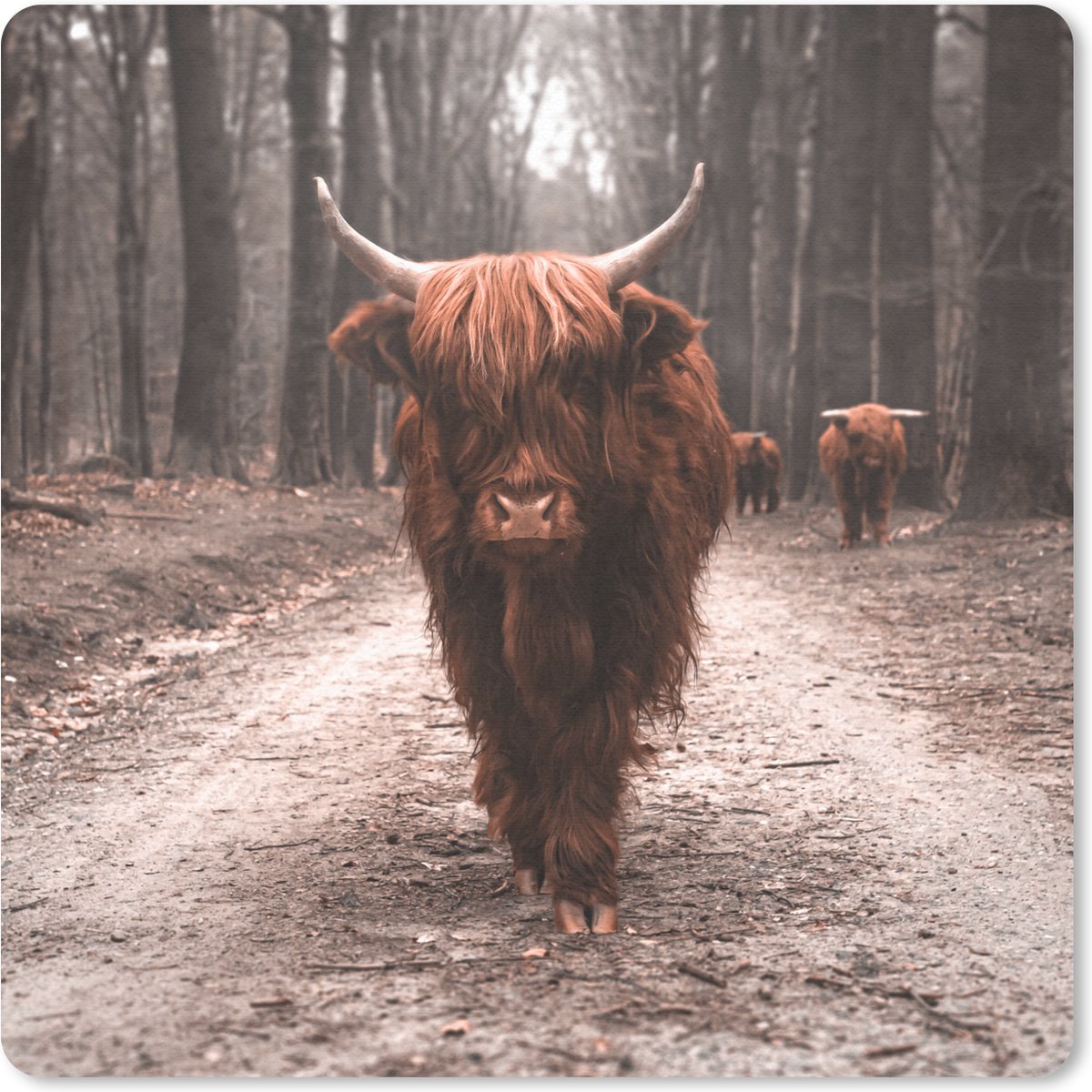 Muismat 30x30 cm - Mousepad Schotse hooglander - Dieren - Bomen - Muismatten