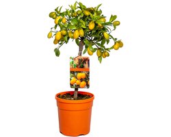 Bloomique - Citrus Kumquat - Dwergsinaasappel - Sinaasappelboom - Citrusboom - Fruitboom - Tuinplanten - Hoogte 50-70 cm - Pot 19 cm