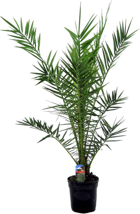 Phoenix Canariensis palm - 100-110 cm