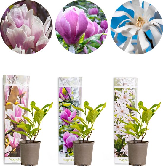 Trois jeunes plants de magnolia en pot avec emballage assorti montrant des magnolias en fleurs roses, violettes et blanches.